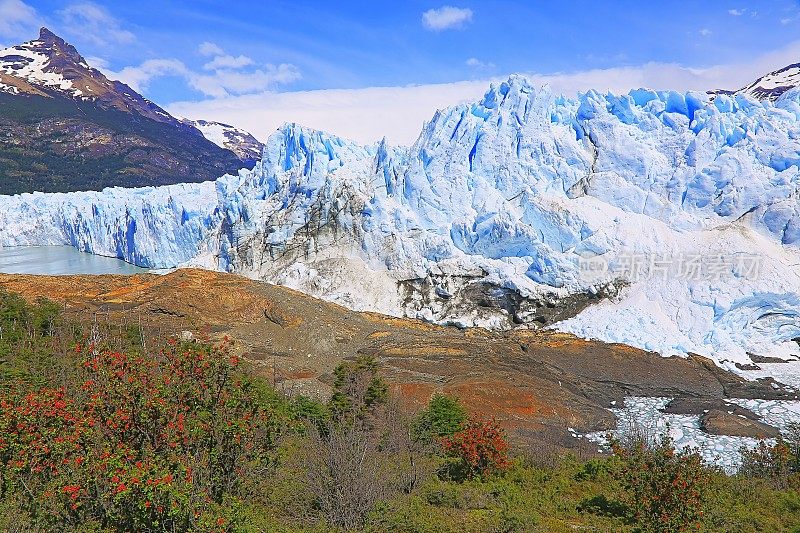 莫雷诺冰川和红色野花，阿根廷湖- El Calafate，巴塔哥尼亚